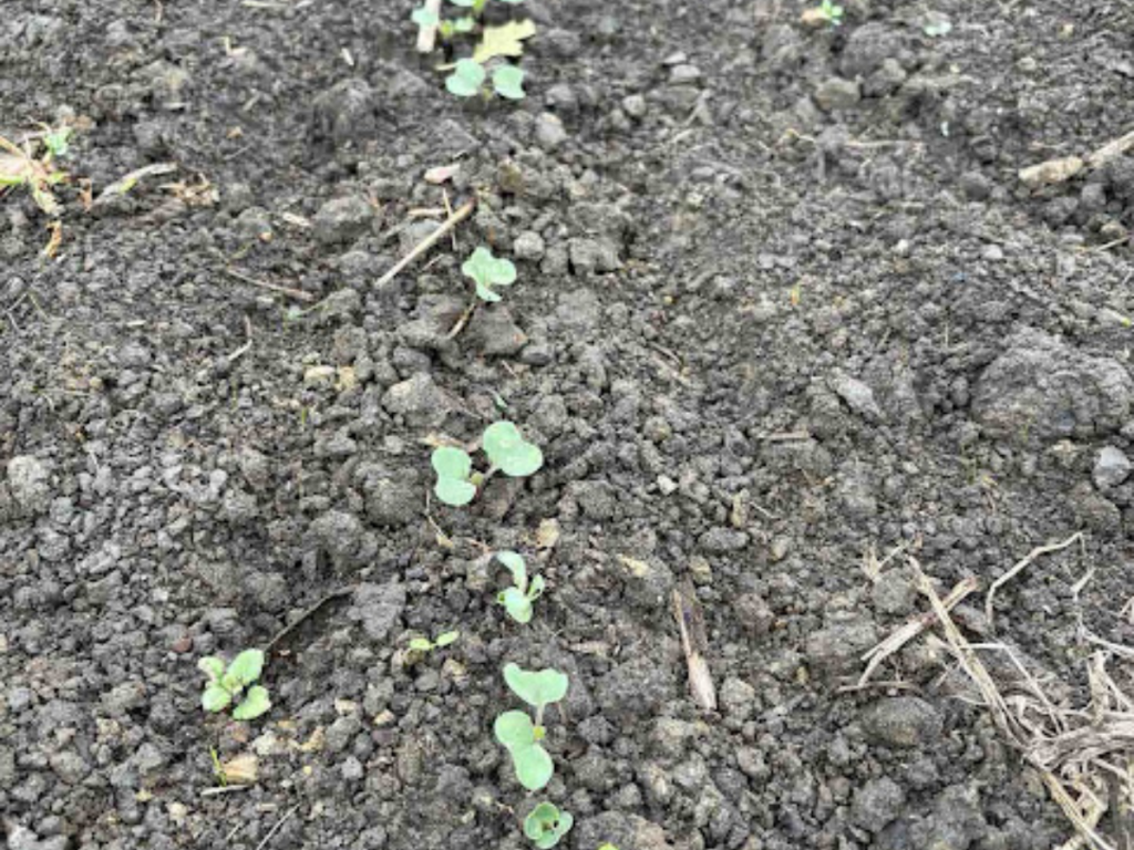 field-trials-serbia-runfaster4eu