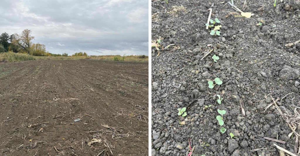 photo-Field Trials in Action Updates from Italy and Serbia