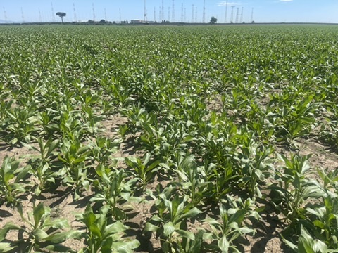 field-update-from-italy-2