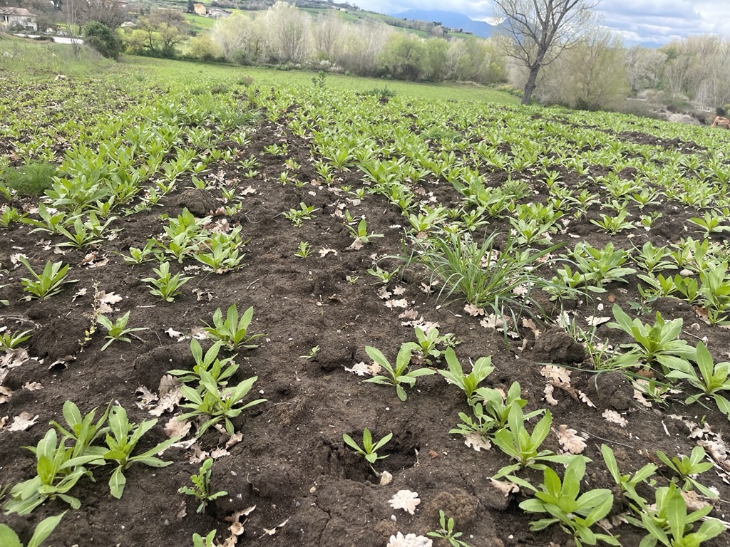 field-update-from-italy