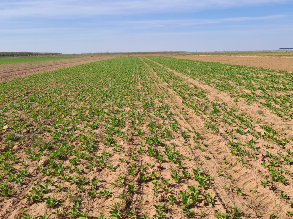 field-update-spain-2